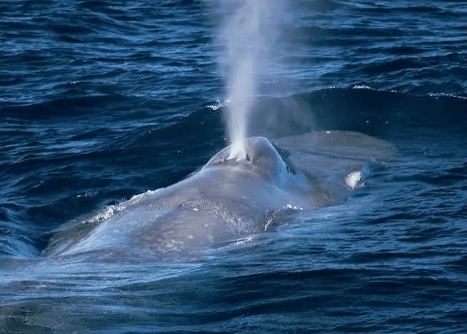 A blue whale surfacing with its blowhole spouting a tall column of mist