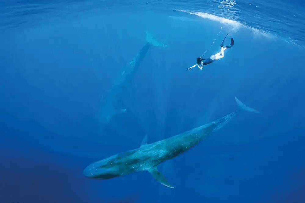 Snorkeler swimming above two blue whales in deep open water