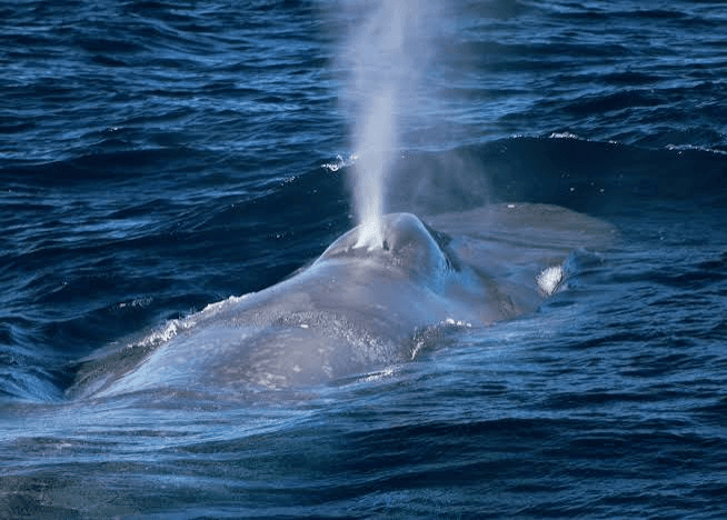 A blue whale surfacing and spouting near the boat