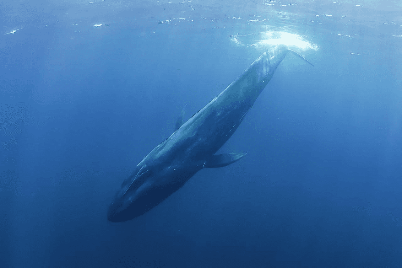 A blue whale gliding underwater as sunbeams filter through the water