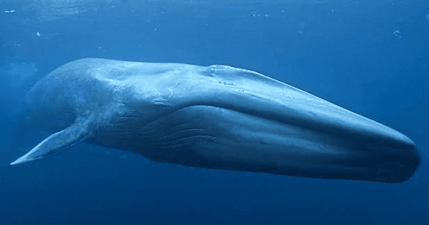 A blue whale gliding through open water