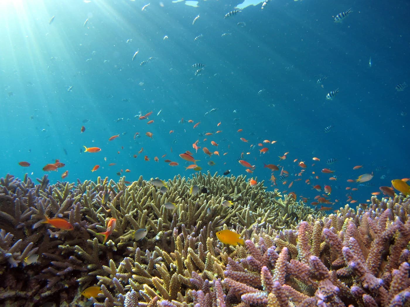 Colourful coral reef bathed in sunlight