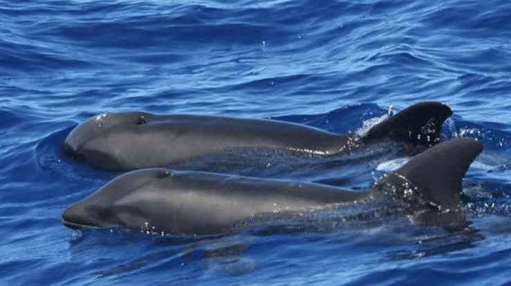 Two dolphins swimming close together at the surface