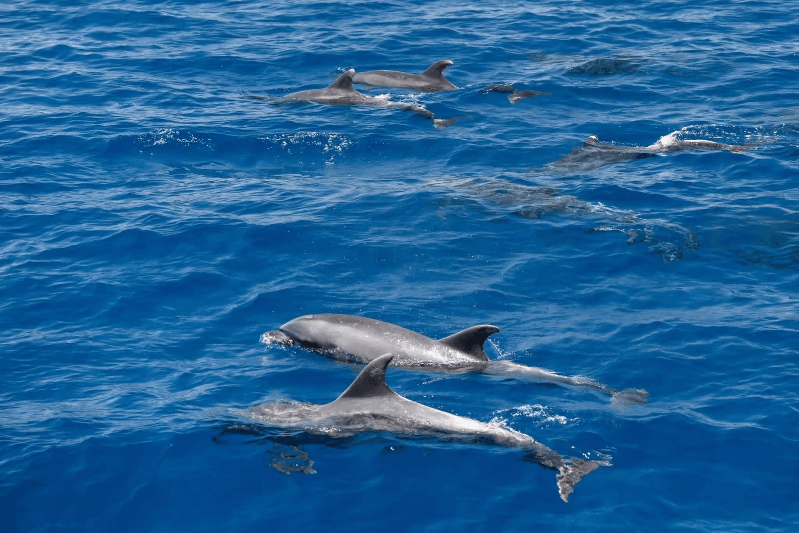 Dolphins swimming just beneath the surface off Mirissa