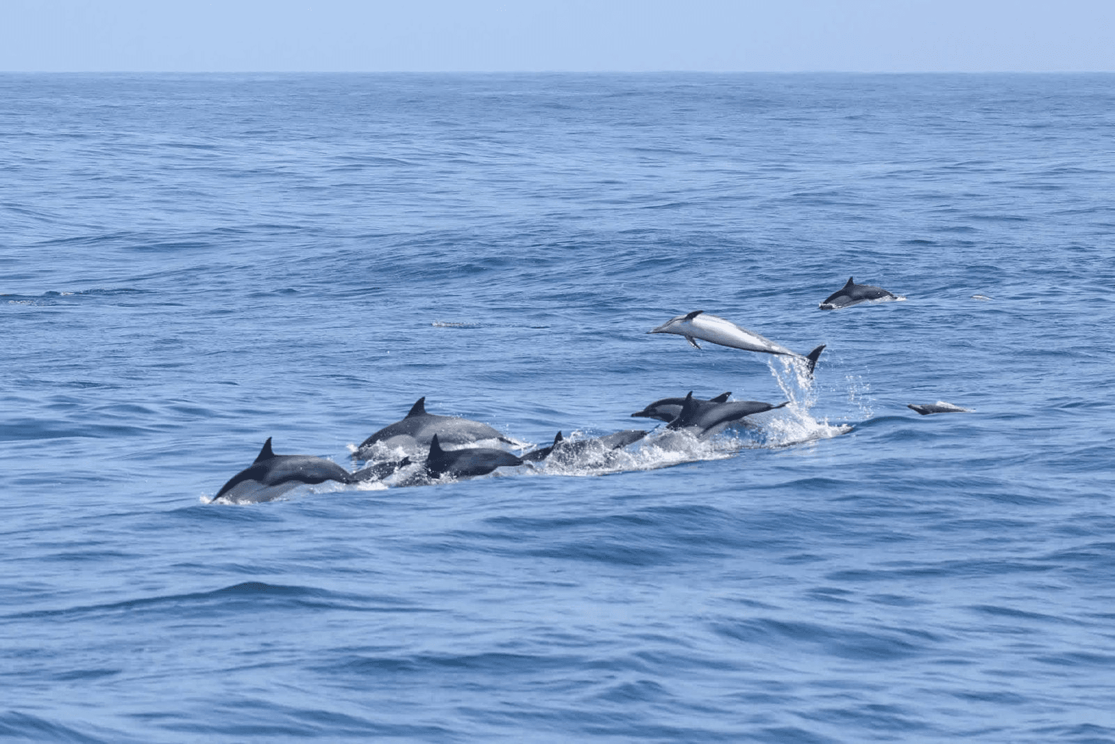 A dolphin leaping clear of the water as its pod swims alongside