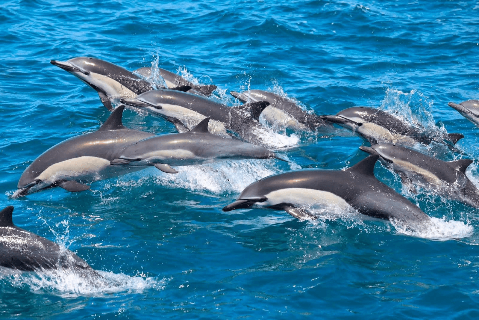 A large pod of dolphins leaping together above the waves