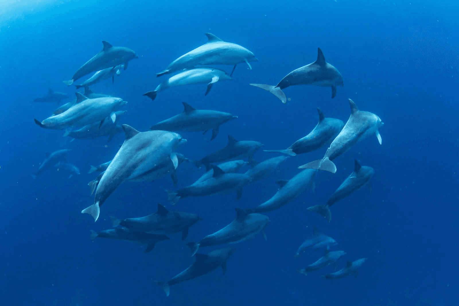 A pod of dolphins swimming together underwater