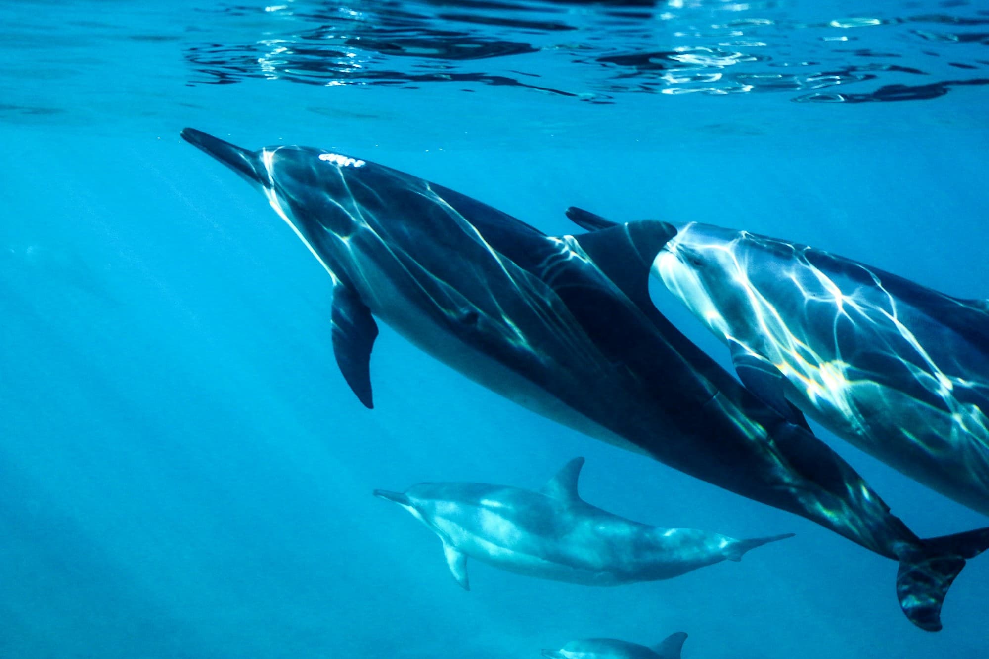 A pod of dolphins swimming just beneath the surface
