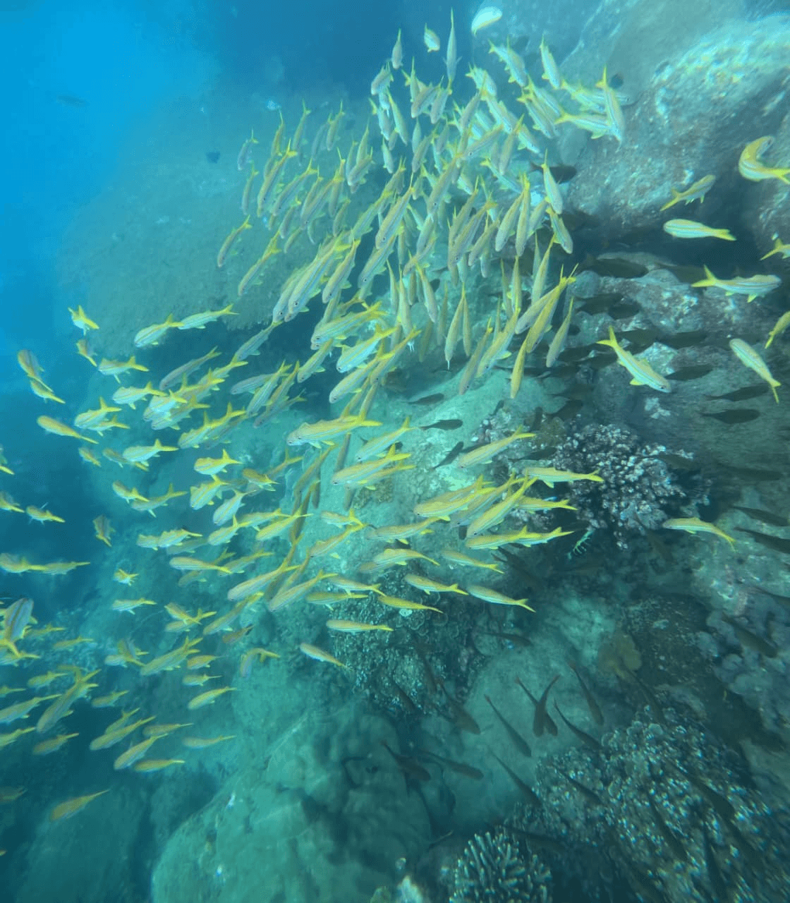 A school of reef fish over Mirissa's coral, seen on a Discover Scuba Diving trip