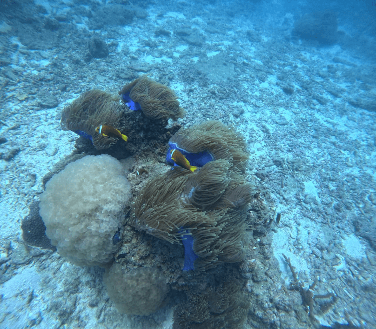 Clownfish sheltering in anemones on the reef