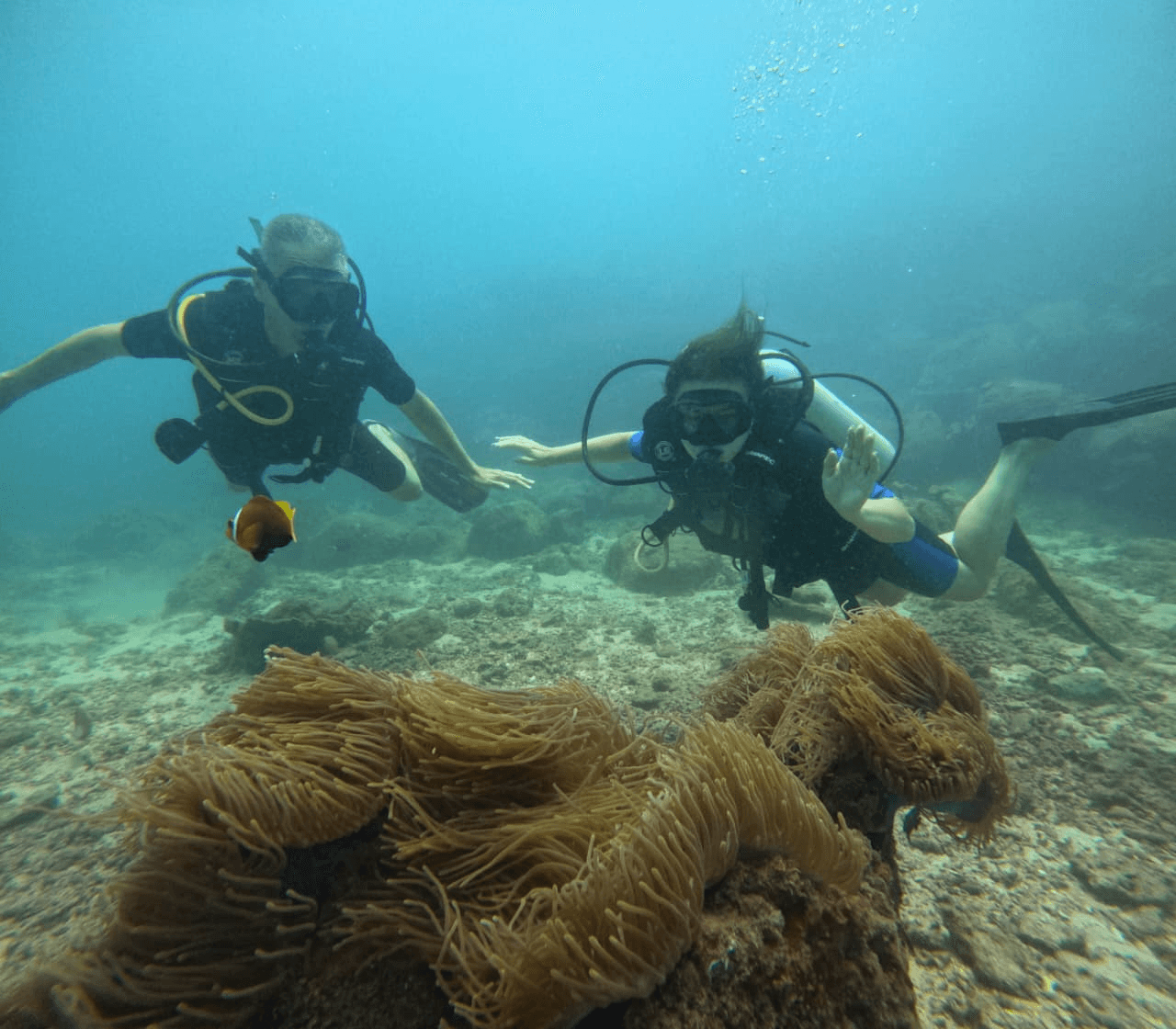 Two divers exploring a reef alongside clownfish and anemones