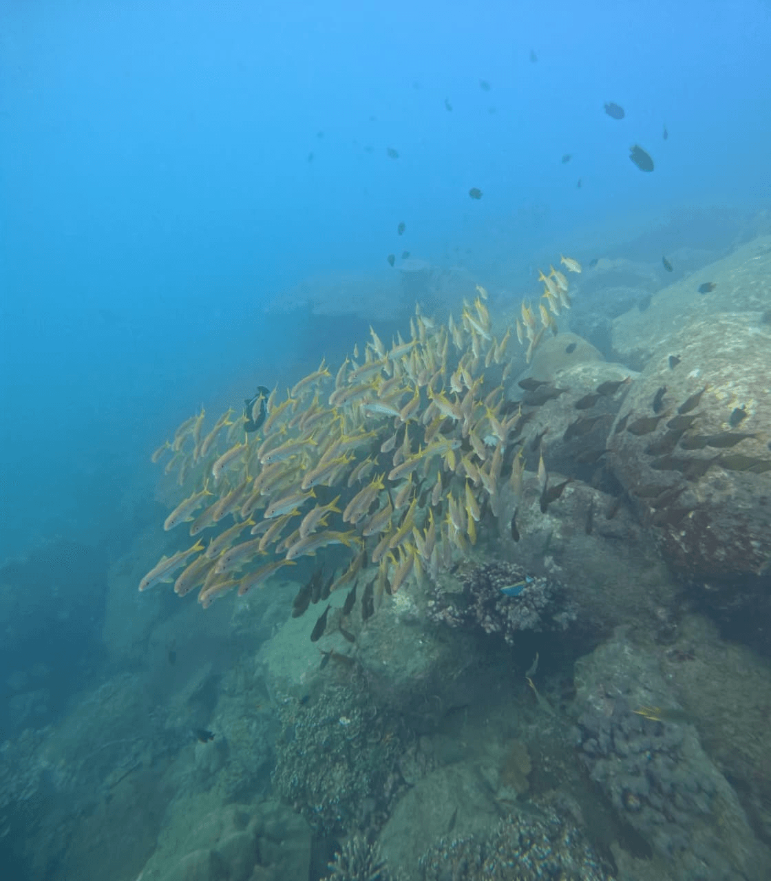 A large school of fish over a rocky reef