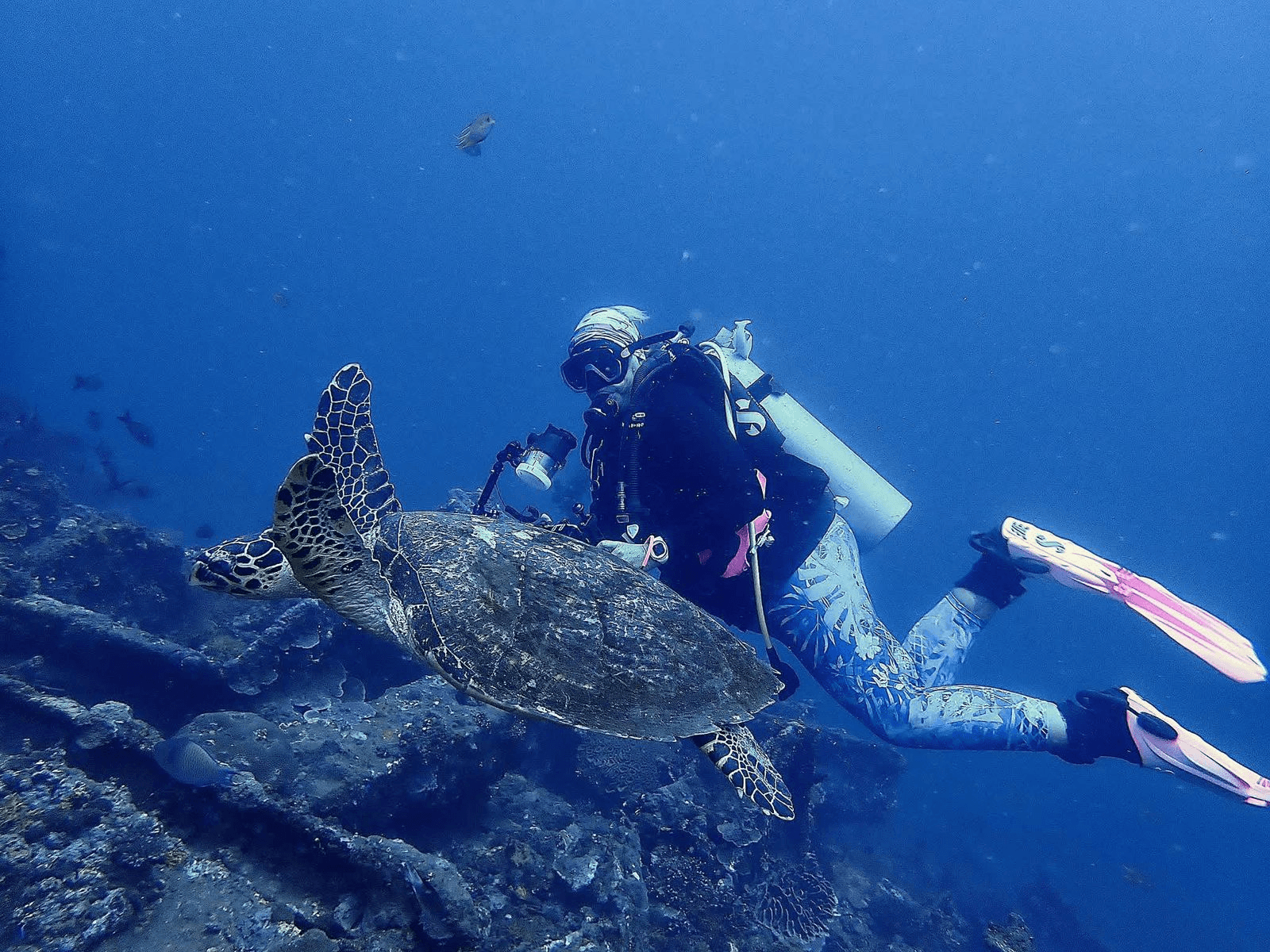 A diver swimming toward a hawksbill turtle over the reef