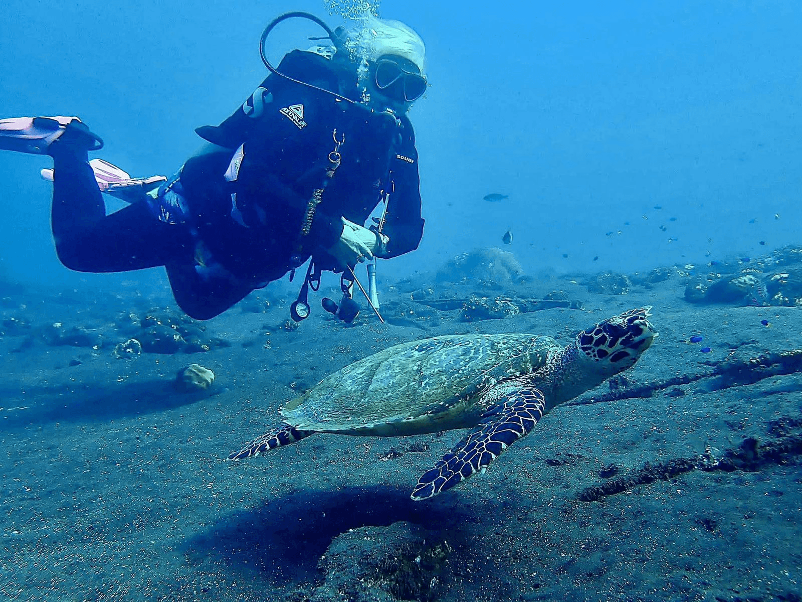 A diver hovering above a turtle gliding over the sandy sea floor