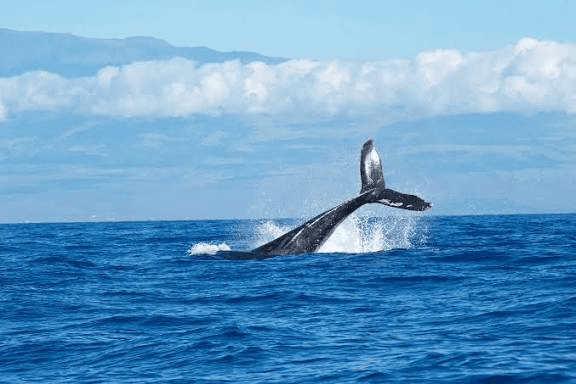 A humpback whale's tail rising out of the water mid-breach