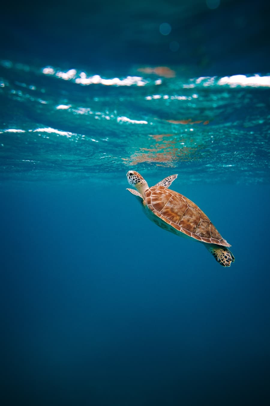 A sea turtle gliding through clear Mirissa waters