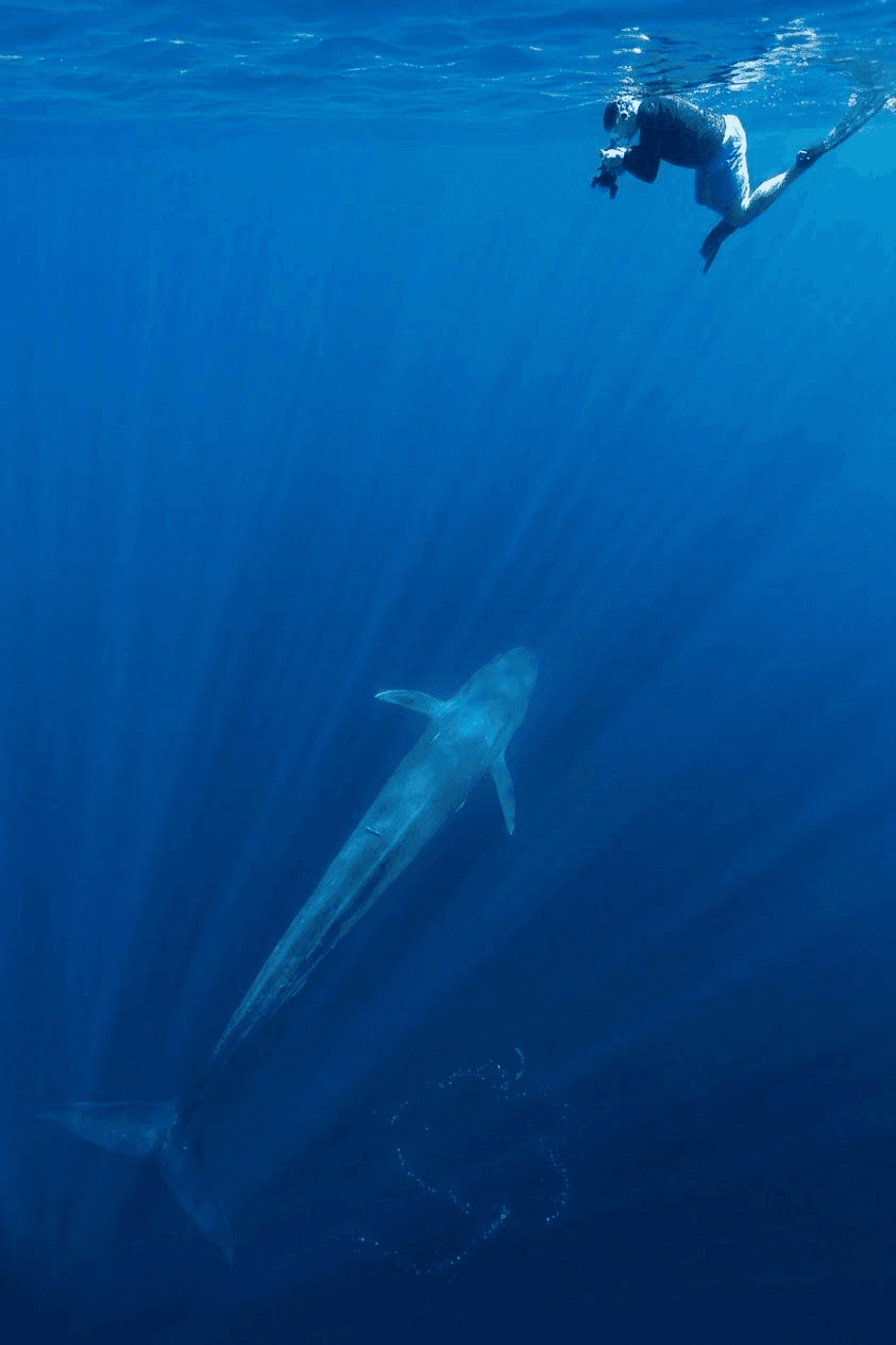 A snorkeler swimming above a blue whale in open water