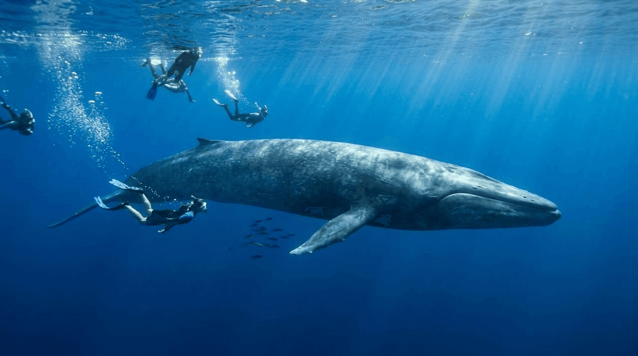 A group of snorkelers swimming beside a massive blue whale underwater