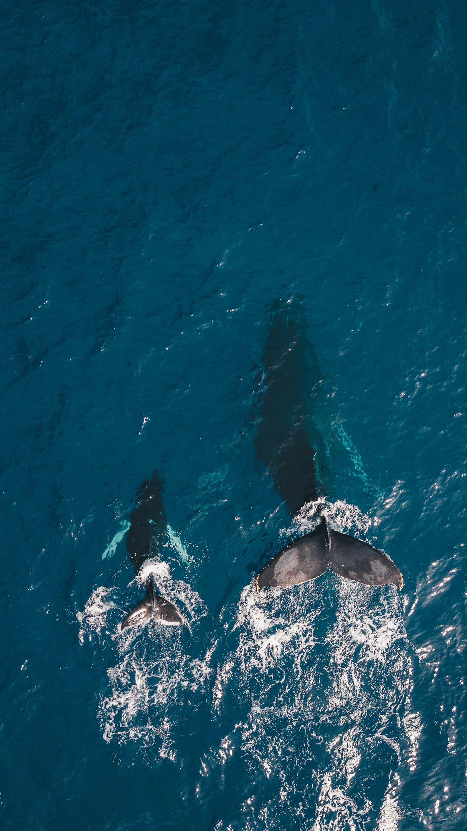 Aerial view of two whales surfacing side by side